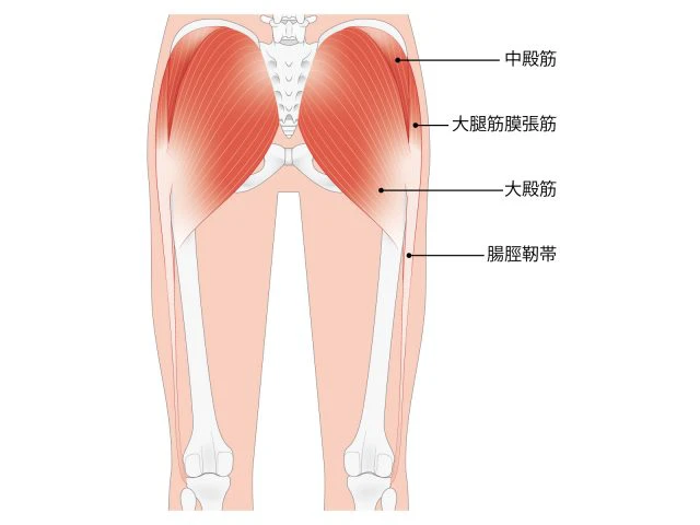 股関節構造