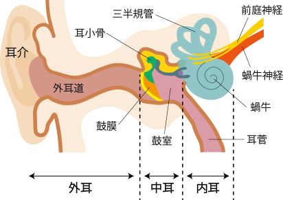 耳構造